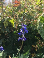 Delphinium dubium