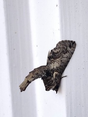 Paectes abrostoloides