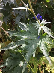 Delphinium dubium