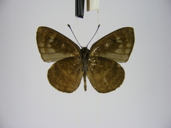Hypophytala henleyi