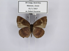 Hypophytala henleyi