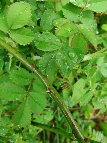 Image of Rosa arvensis by (c) carnifex, some rights reserved (CC BY)