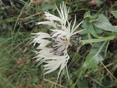 Centaurea cheiranthifolia