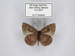 Hypophytala henleyi