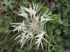 Centaurea cheiranthifolia