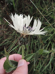 Centaurea cheiranthifolia