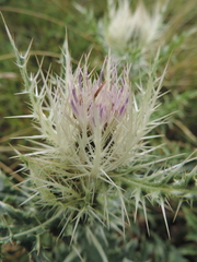 Cirsium obvallatum