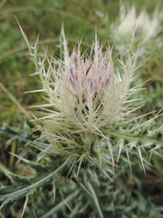 Cirsium obvallatum
