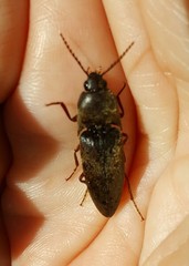 Diplostethus texanus