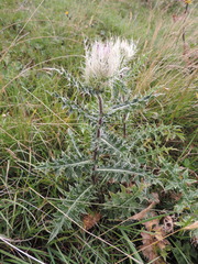 Cirsium obvallatum