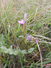Gentianella caucasea