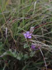 Gentianella caucasea