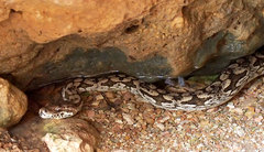 Acrantophis dumerili
