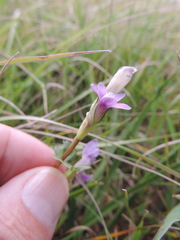 Gentianella caucasea