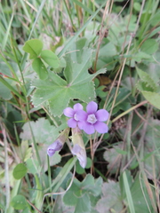 Gentianella caucasea