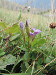Gentianella caucasea