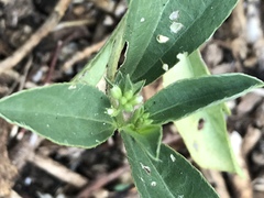 Ditaxis humilis