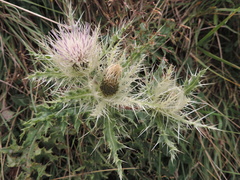 Cirsium obvallatum