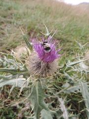 Cirsium pugnax
