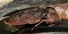 Diplostethus texanus