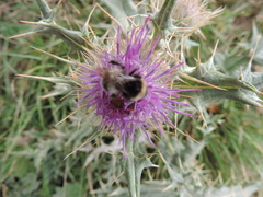 Cirsium pugnax