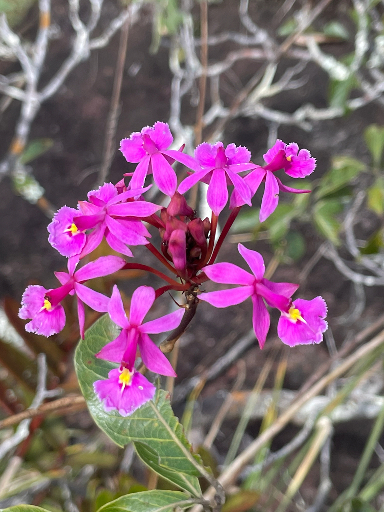 Epidendrum x nocteburneum Hágsater & L.Sánchez 7