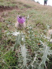 Cirsium pugnax