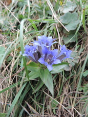 Gentiana septemfida