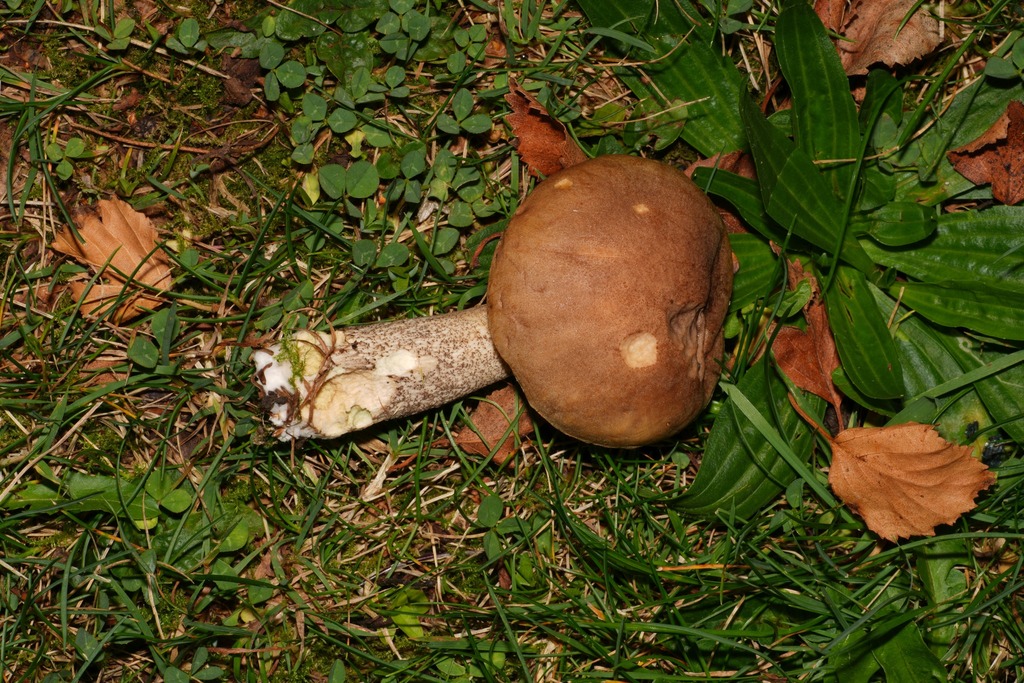 Leccinum scabrum · May 2025 · photo: © schneehagen (iNaturalist, cc-by-sa)