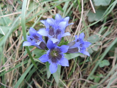 Gentiana septemfida