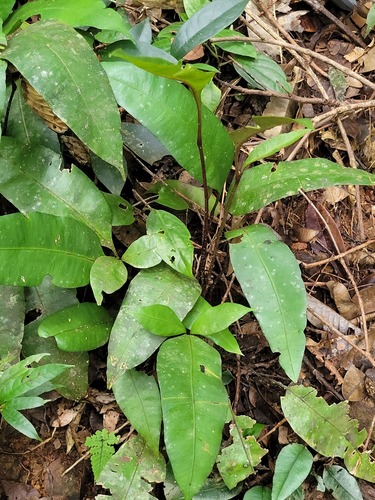 Danaea trifoliata