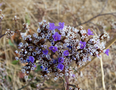 Limonium gmelinii