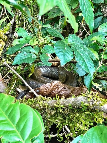 H’mong keelback