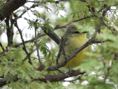 Stigmatura budytoides