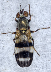 Chaetopsis massyla