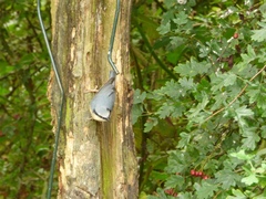 Sitta europaea