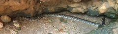 Acrantophis dumerili