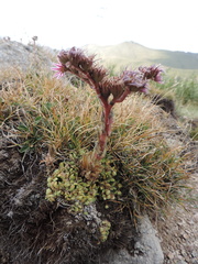 Sempervivum pumilum