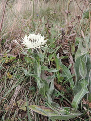 Centaurea cheiranthifolia