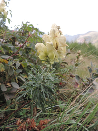 prilbica liečivá (Aconitum anthora)