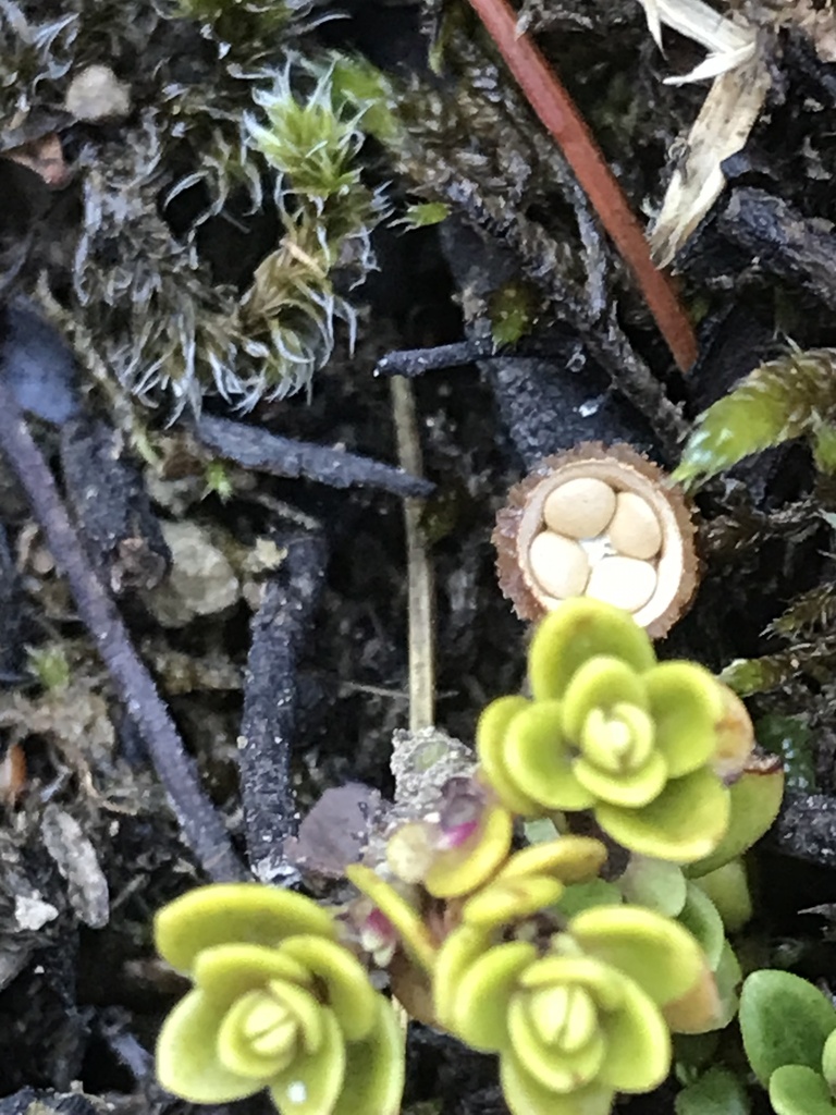 Crucibulum simile · May 2025 · photo: © fuligogirl (iNaturalist, cc-by)