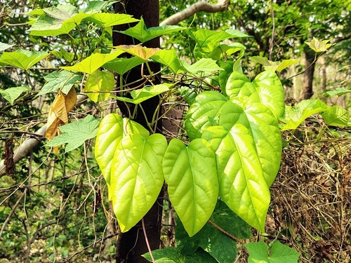Levantnut (Anamirta cocculus)