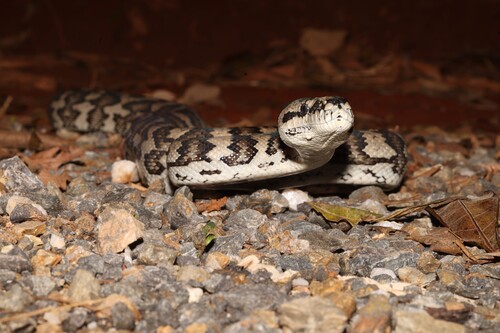 Jungle Carpet Python sighting