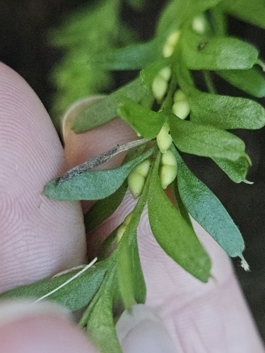 Tmesipteris tannensis, photograph 6