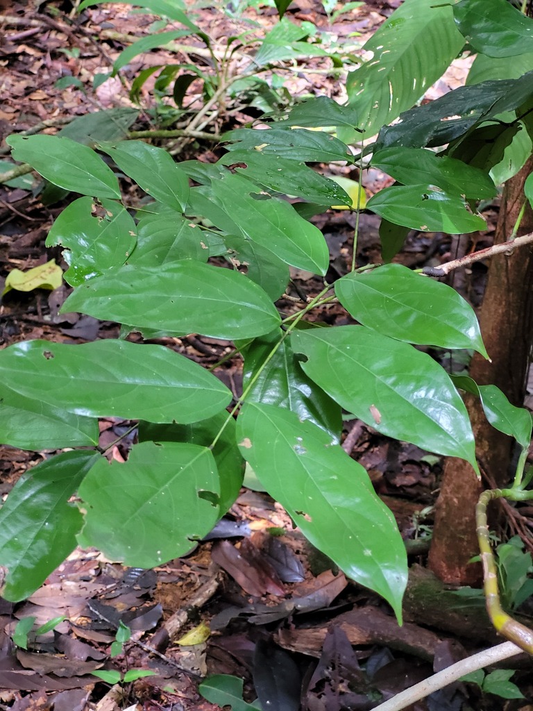 Deguelia scandens