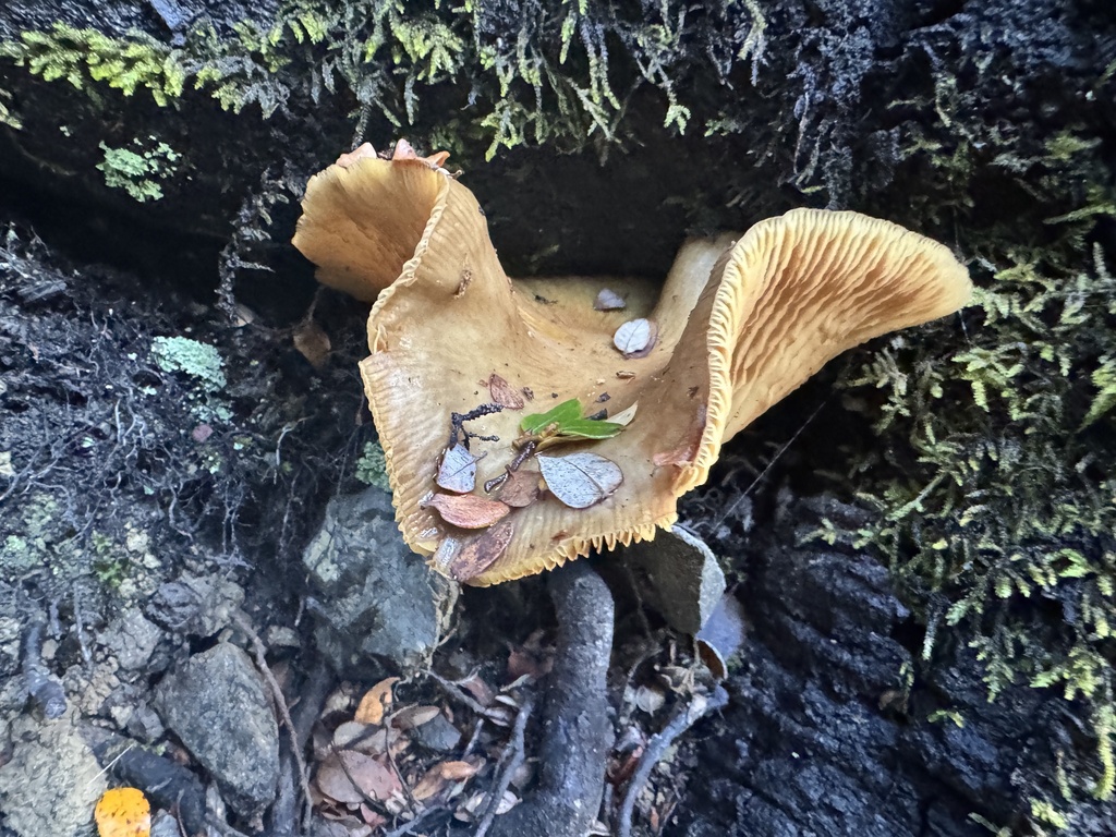 Armillaria novae-zelandiae · May 2025 · photo: © iandickie (iNaturalist, cc-by)