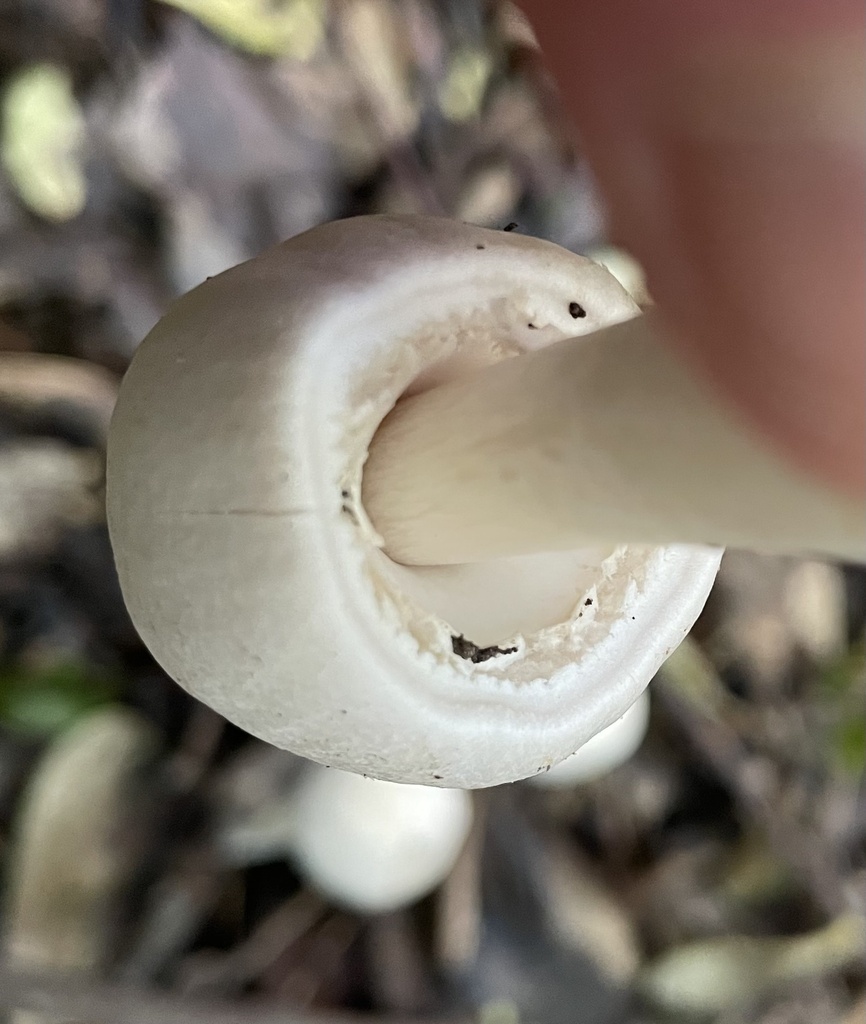 Leucocoprinus leucothites · May 2025 · photo: © nick_goldwater (iNaturalist, cc-by)
