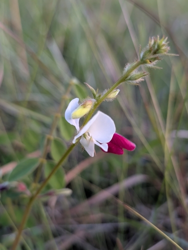 Image of Tephrosia spicata by (c) Scott Allen Davis, some rights reserved (CC BY)