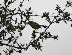 Stigmatura budytoides