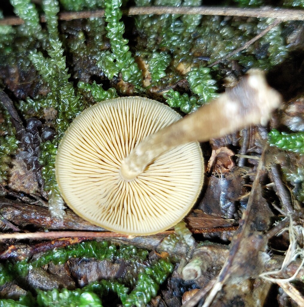 Galerina patagonica · April 2025 · photo: © catchwords (iNaturalist, cc-by)